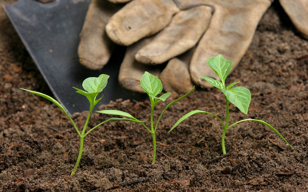 Biodegradable Plastics